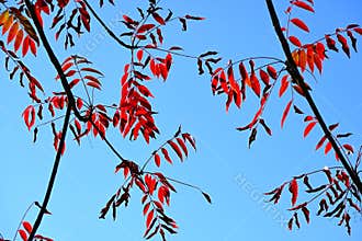 Japan wax tree autumn leaves. Anacardiaceae Dioecious deciduous tree.