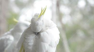 Cockatoo Preening