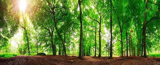 360 forest sun