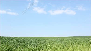 Green wheat field