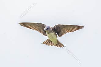 A Purple Martin Flying With Outstretched Wings