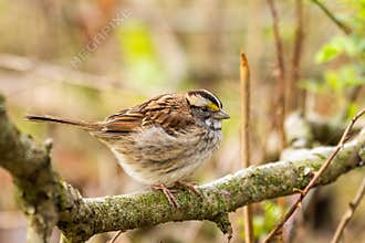 A White-Throated Sparrow Perched On A Branch