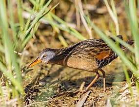 A Virginia Rail Foraging In A Marsh