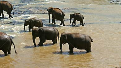 Elephants in the river - Sri Lanka