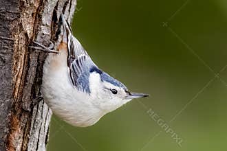 A White-Breasted Nuthatch On A Tree