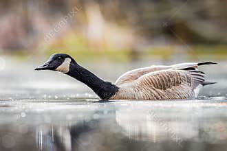 A Curious Canada Goose Swimming