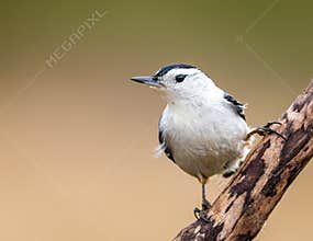 A White-Breasted Nuthatch On A Branch
