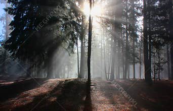 Misty Morning near Crane Prairie