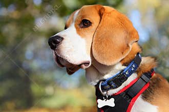 Beagle dog portrait