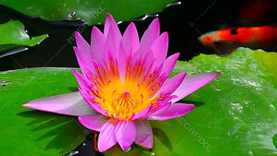 Exotic pink water lily