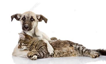 The dog hugs a cat.