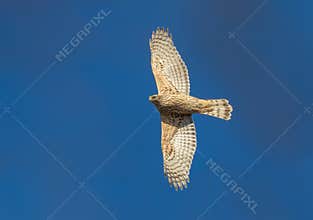 Eurasian goshawk, Accipiter gentilis. A bird flies against a blue sky