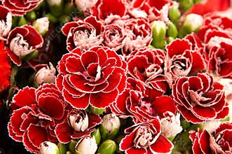 Red carnation
