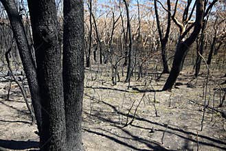 Australia bush fire: burnt trunks