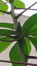 a large grasshopper is perched on a cassava tree branch