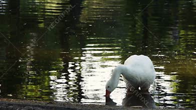 Goose Drinking Water