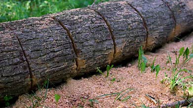 Cut down trunks of common pine tree at logging site, saw cut. Structure of wood is visible (annual rings