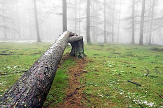 Fallen tree trunk