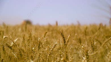 Golden wheat fields sway gently in the breeze during harvest season in rural farmland