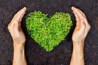 Hands holding green heart shaped tree
