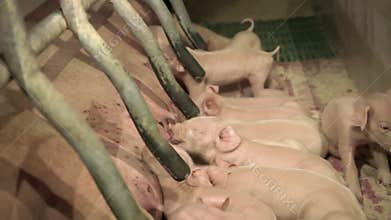 Piglets feeding from sow in a farrowing crate