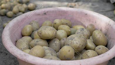 Gardener hands take potatoes