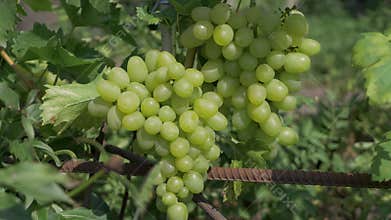 Bunch of white grapes