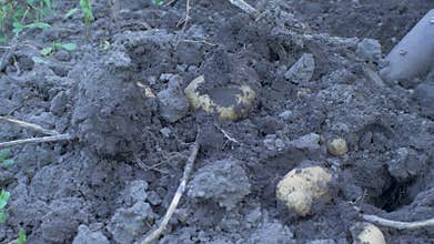 Freshly dug-up potatoes are being collected by a hand in a glove