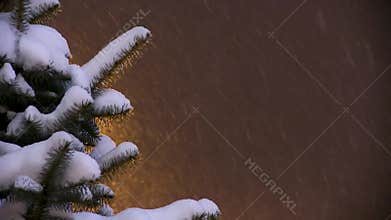 Soft glow from distant streetlight falls on fir tree branches heavy with snow