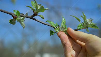 Apple tree buds are seen against a clear blue sky on a sunny day