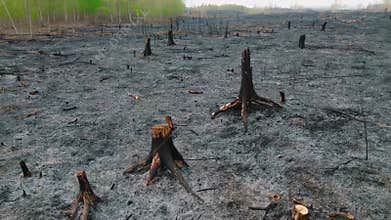 Burned forest landscape with tree stumps and ashes