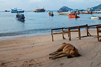 Dog sleeping on the sea coast