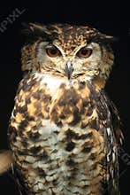 Mackinder's Eagle-owl