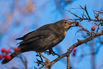 Female Blackbird Eating a Red Fruit