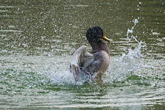 Male Duck Spilling Water All Around