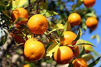 Orange Fruit