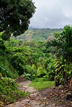 Peruvian Amazon Jungle (Tarapoto)