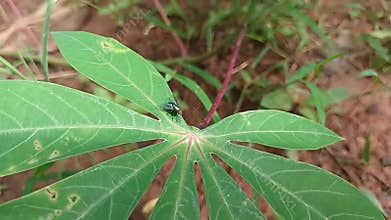 Bright morning, a handsome fly was seen perching on a cassava leaf