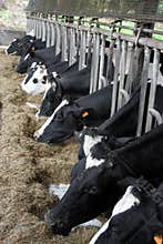Cattle Breeding