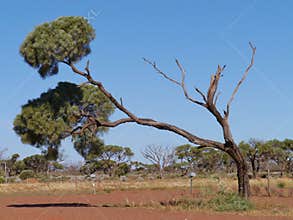 Desert oak