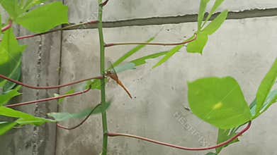 Golden dragon fly on a cassava stem