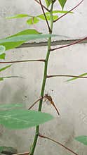 Golden dragon fly on a cassava stem