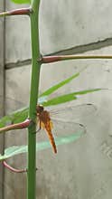 Golden dragon fly on a cassava stem