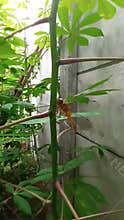 Golden dragon fly on a cassava stem