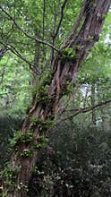 Tree and Roots in a Forest