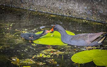 A mother dusky moorhen feeds her chick across a lily pad.