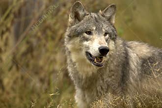 Gray Wolf