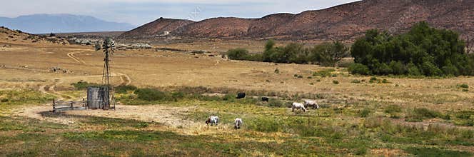 Cattle Grazing Open Field