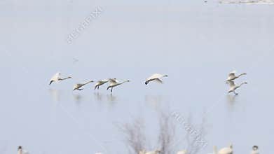 Tundra swans landing in northern California