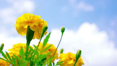 Yellow Marigold